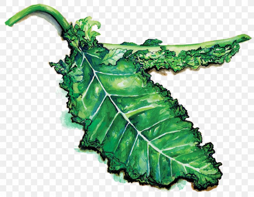 Lacinato Kale Vegetable Food Brassica Oleracea Eating, PNG, 1280x997px, Lacinato Kale, Brassica Oleracea, Brassica Oleracea Var Acephala, Cabbage Family, Cooking Download Free