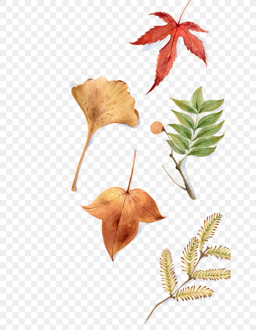 Maple Leaf, PNG, 658x1057px, Maple Leaf, Autumn, Branch, Ginkgo Biloba, Green Download Free