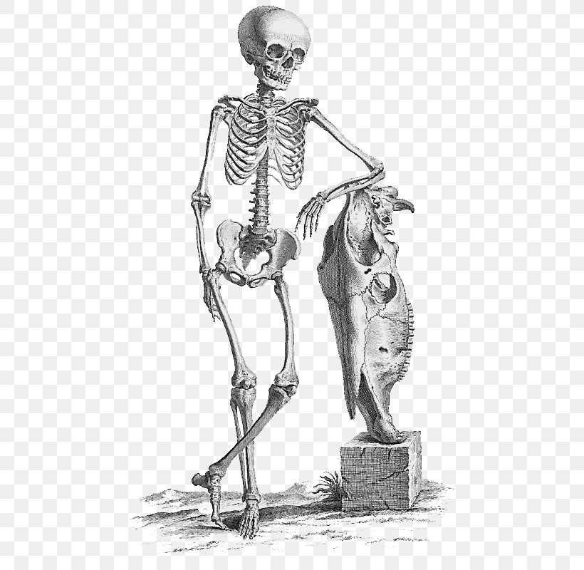 Surgery Anatomy Medicine Bone Human Skeleton, PNG, 502x800px, Watercolor, Cartoon, Flower, Frame, Heart Download Free