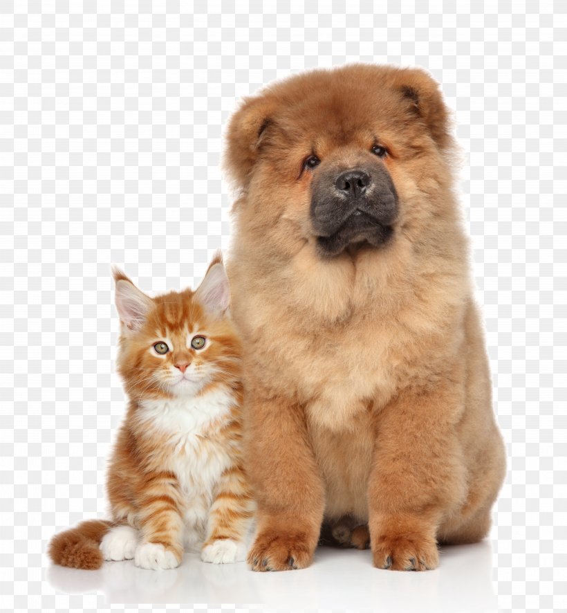 Chow Chow Kitten Puppy Cat, PNG, 5192x5616px, Chow Chow, Carnivoran, Cat, Cat Like Mammal, Collar Download Free