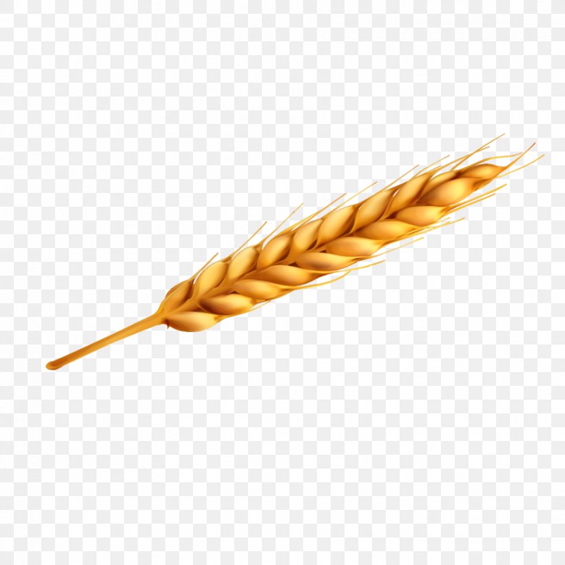 Euclidean Vector Bread Wheat, PNG, 888x888px, Bread, Commodity, Element, Food, Food Grain Download Free