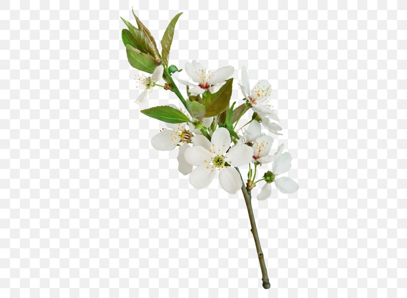 Flower White Pear Leaf, PNG, 605x600px, Flower, Blossom, Branch, Cherry Blossom, Cut Flowers Download Free