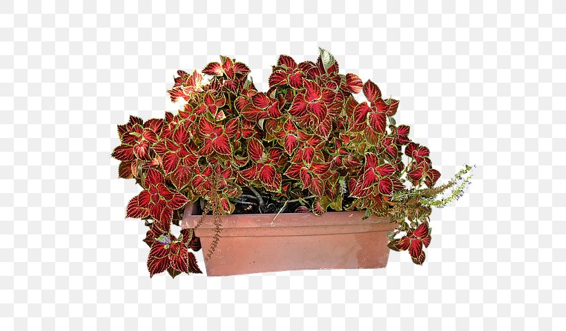 Solenostemon Coleus Houseplant Plectranthus Scutellarioides Plants, PNG, 640x480px, Solenostemon, Artificial Flower, Begonia, Coleus, Cut Flowers Download Free