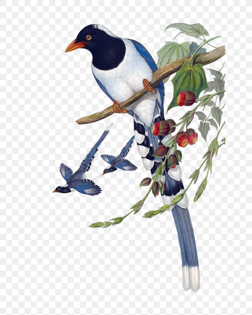 Birds Of Asia Urocissa Large Ground Finch Painting Magpie, PNG, 647x1024px, Birds Of Asia, Art, Beak, Bird, Blue Jay Download Free