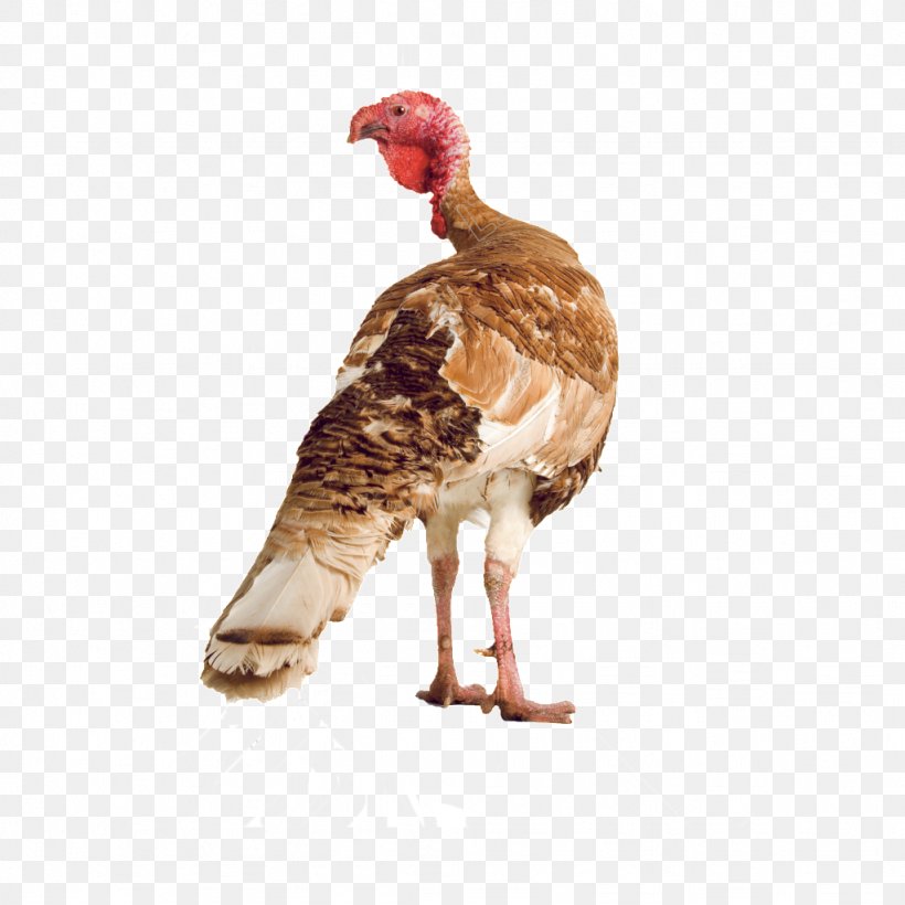 Domestic Turkey Chicken Turkey Meat Stock Photography, PNG, 1024x1024px, Domestic Turkey, Beak, Bird, Chicken, Domesticated Turkey Download Free