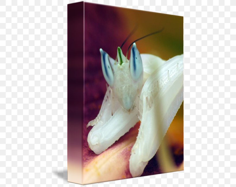 Insect Orchid Mantis Orchids Flower Mantis, PNG, 469x650px, Insect, Animal, Biology, Finger, Flower Download Free