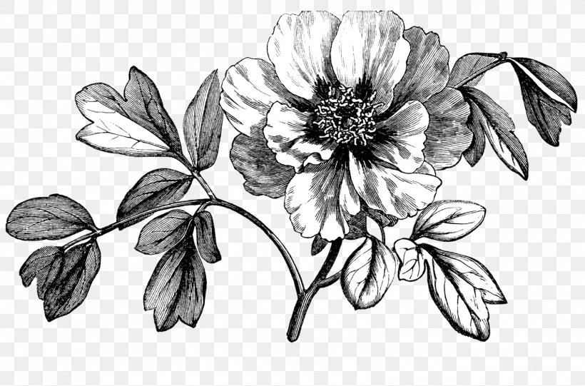 Clip Art Image Peony Botany Drawing, PNG, 1600x1056px, Peony, Artwork, Black And White, Botany, Branch Download Free
