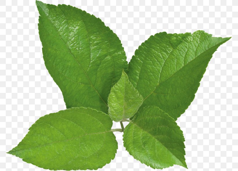 Peppermint Herbalism Food Chewing Gum, PNG, 780x589px, Peppermint, Chewing Gum, Food, Herb, Herbalism Download Free