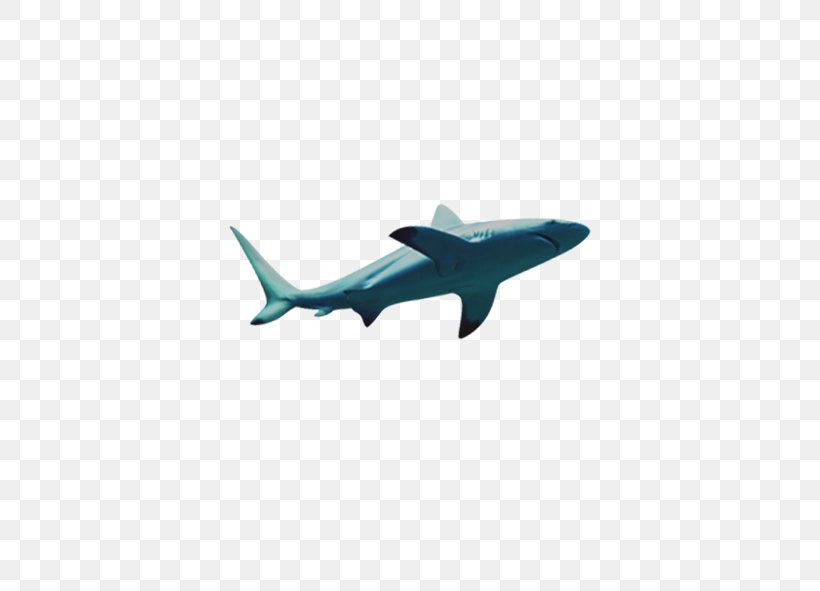 Shark Gratis, PNG, 591x591px, Shark, Air Travel, Aircraft, Airplane, Blue Download Free