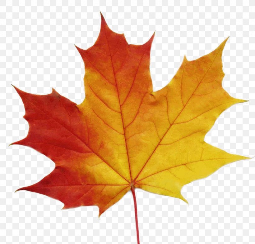 Sugar Maple Maple Leaf Stock Photography Clip Art, PNG, 871x836px, Sugar Maple, Autumn Leaf Color, Fotosearch, Leaf, Maple Download Free