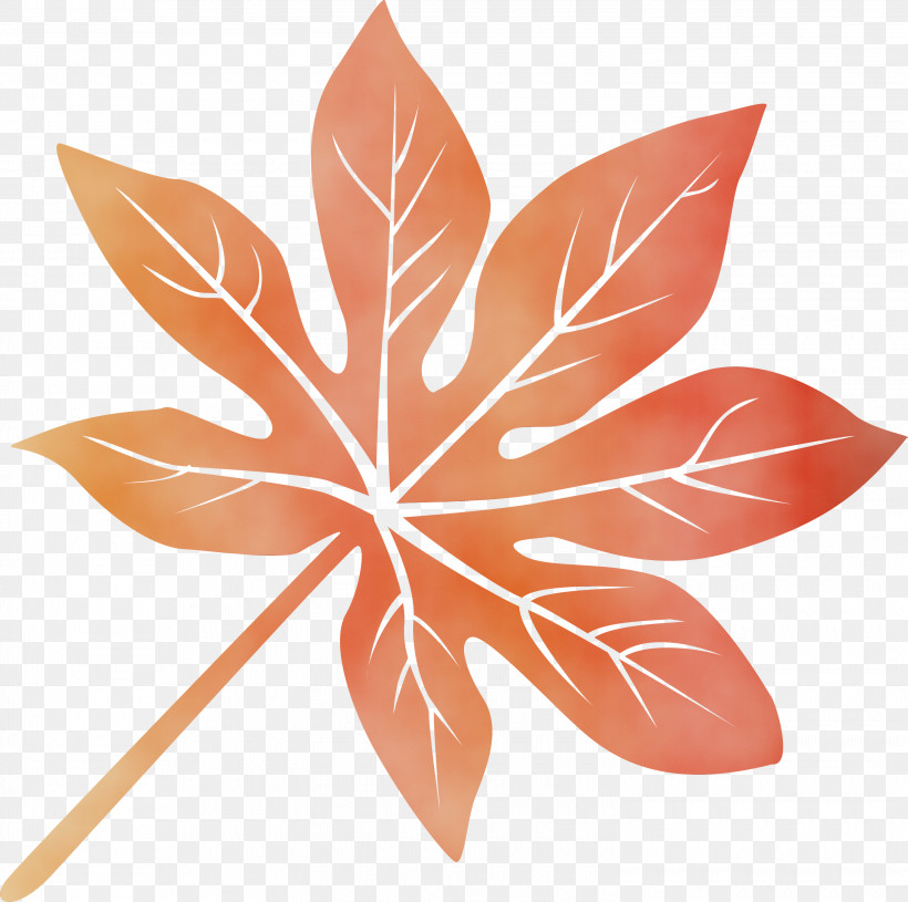 Leaf Flower Petal Symmetry Plant, PNG, 3000x2983px, Leaf, Biology, Flower, Geometry, Mathematics Download Free