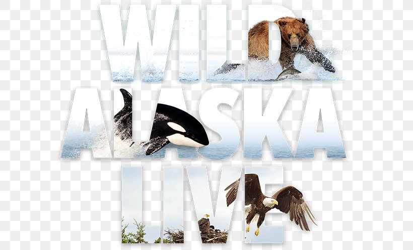 Television Show Alaska Brand Fauna Font, PNG, 600x498px, Television Show, Alaska, Brand, Evening, Fauna Download Free