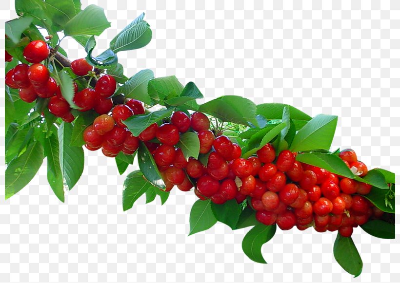 Valle Del Jerte Sour Cherry Fruit Cerasus, PNG, 800x581px, Valle Del Jerte, Alkaline Diet, Apple, Aquifoliaceae, Aquifoliales Download Free