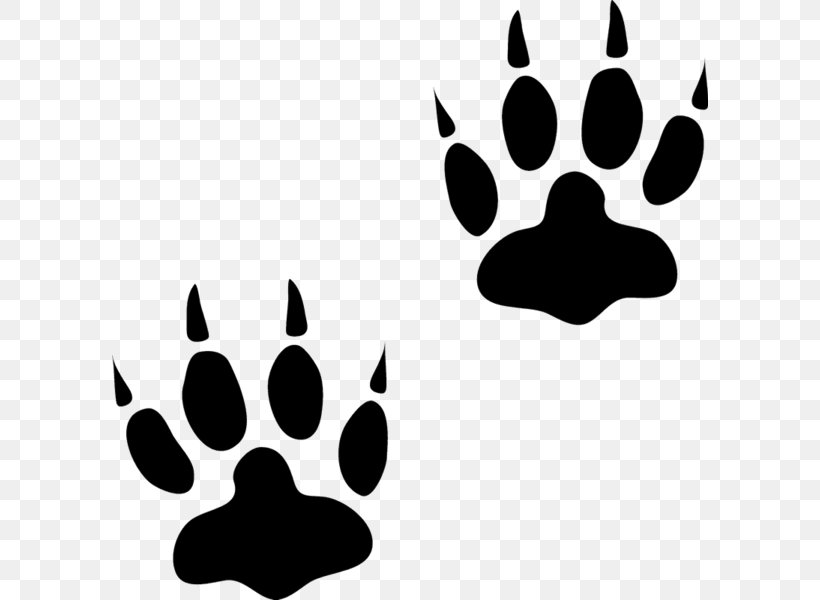 Bear Animal Track Paw Cat, PNG, 596x600px, Bear, Animal, Animal Track, Badger, Black Download Free