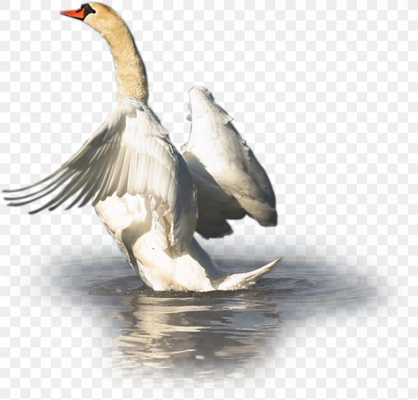 Cygnini Duck Goose Bird Waterfowl, PNG, 1200x1146px, Cygnini, Anatidae, Animal, Anseriformes, Beak Download Free