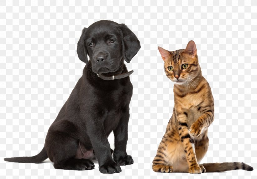 Labrador Retriever Sussex Spaniel Puppy Kitten Cat, PNG, 1182x824px, Labrador Retriever, Animal, Black And White, Carnivoran, Cat Download Free