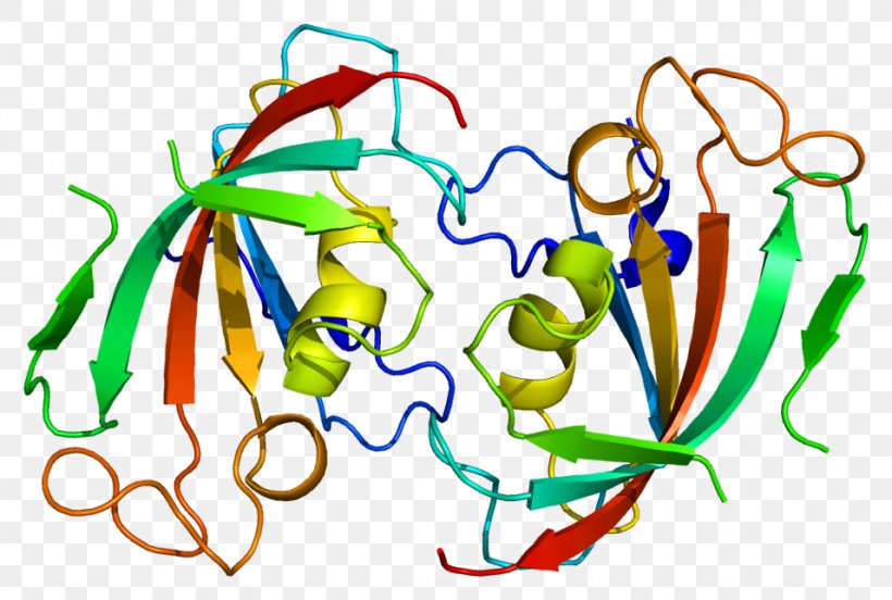 FKBP52 Protein FKBP1A Tacrolimus, PNG, 956x644px, Fkbp, Area, Artwork, Chaperone, Gene Download Free