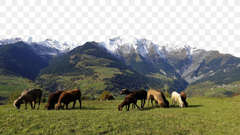 Mustang Mount Scenery Grassland Steppe Mountain Range, PNG, 1280x721px, Mustang, Grassland, Grazing, Horse, Mount Scenery Download Free