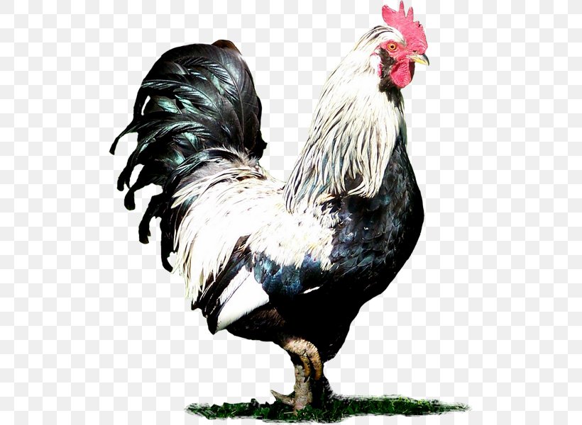 Rooster Chicken Clip Art, PNG, 513x600px, Rooster, Animation, Beak, Bird, Chicken Download Free