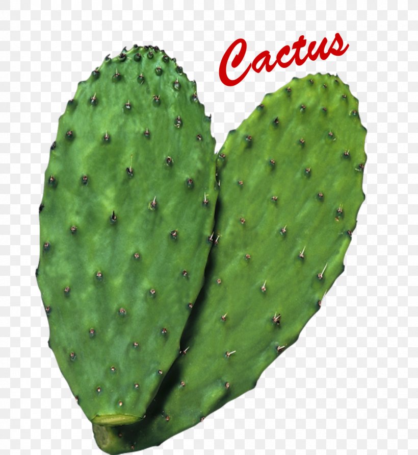 Cactus Nopal Clip Art Botanical Name Succulent Plant, PNG, 1104x1200px, Cactus, Barbary Fig, Botanical Name, Botany, Caryophyllales Download Free