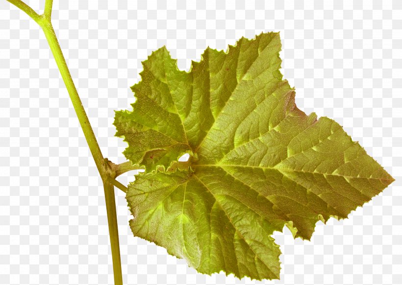 Grapevines Wine Grape Leaves Plant Leaves, PNG, 2600x1848px, Grapevines, Fruit, Grape, Grape Juice, Grape Leaves Download Free