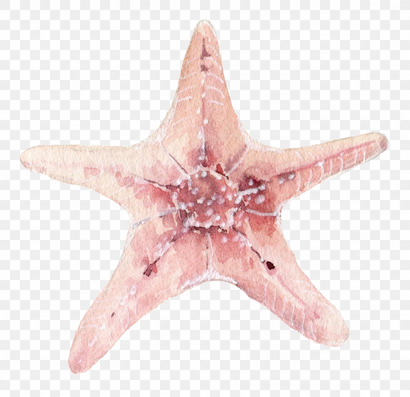 Starfish Seashell Clip Art, PNG, 1769x1715px, Starfish, Echinoderm, Gratis, Invertebrate, Marine Invertebrates Download Free