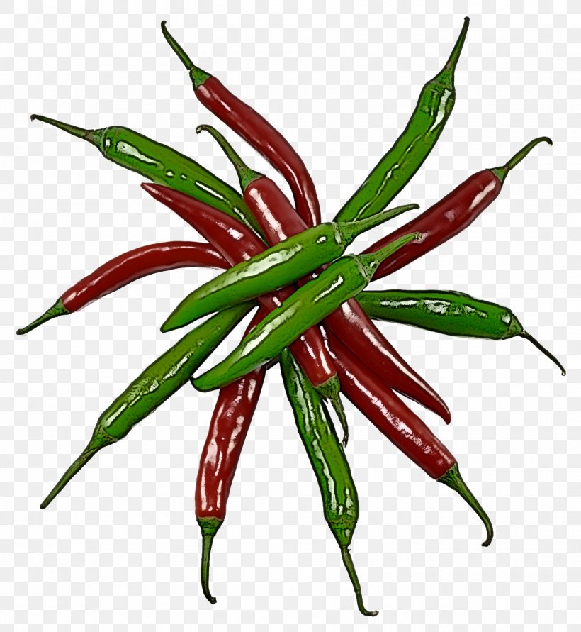 Chili Pepper Tabasco Pepper Plant Bell Peppers And Chili Peppers Flowering Plant, PNG, 1420x1544px, Chili Pepper, Bell Peppers And Chili Peppers, Birds Eye Chili, Flower, Flowering Plant Download Free
