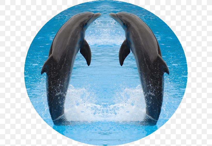 Common Bottlenose Dolphin Desktop Wallpaper Porpoise, PNG, 633x566px, 4k  Resolution, Common Bottlenose Dolphin, Animal Echolocation, Bottlenose