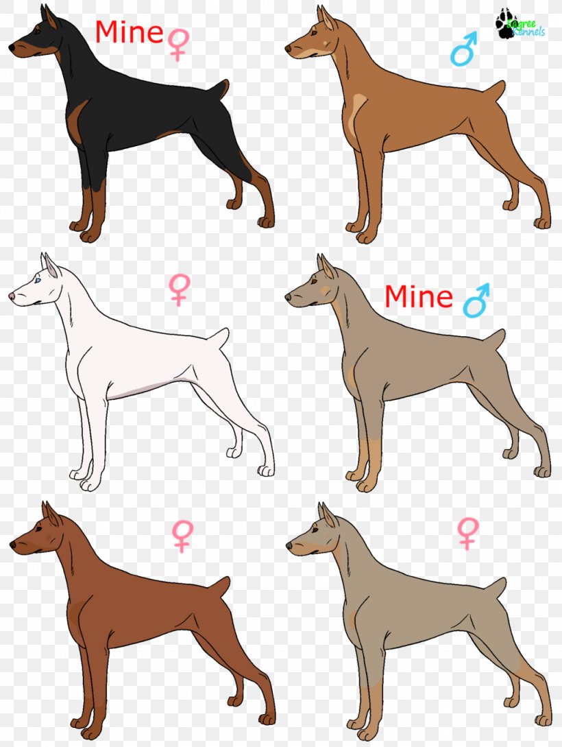 Italian Greyhound Spanish Greyhound Whippet Azawakh, PNG, 1024x1360px, Italian Greyhound, Animal Sports, Azawakh, Breed, Carnivoran Download Free