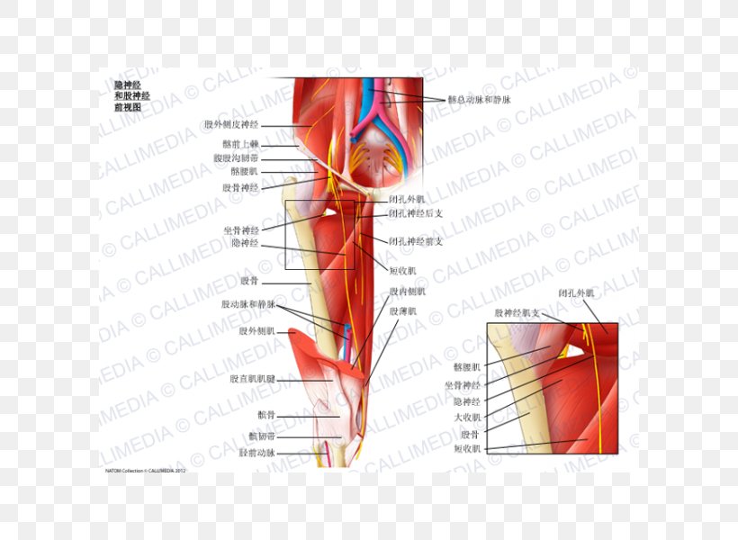 Obturator Nerve Saphenous Nerve Anterior Cutaneous Branches Of The Femoral Nerve, PNG, 600x600px, Watercolor, Cartoon, Flower, Frame, Heart Download Free