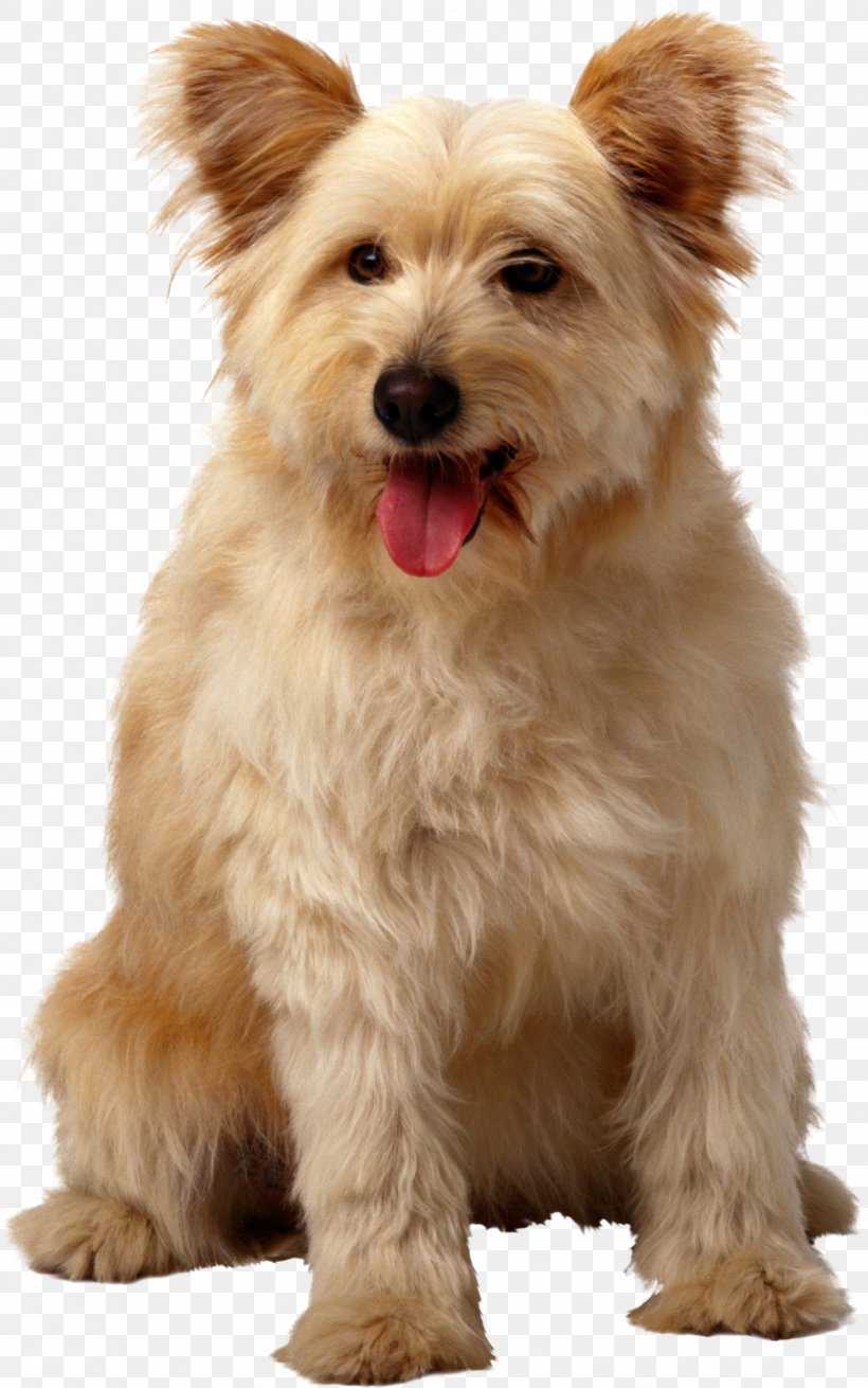 Thomson Township Pet Sitting Dog Cat, PNG, 1882x3007px, Pet Sitting, Backyard, Cairn Terrier, Carnivoran, Cat Download Free