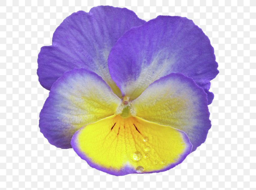Violet Pansy Lilac Purple Flower, PNG, 600x607px, Violet, Family, Flower, Flowering Plant, Herbaceous Plant Download Free