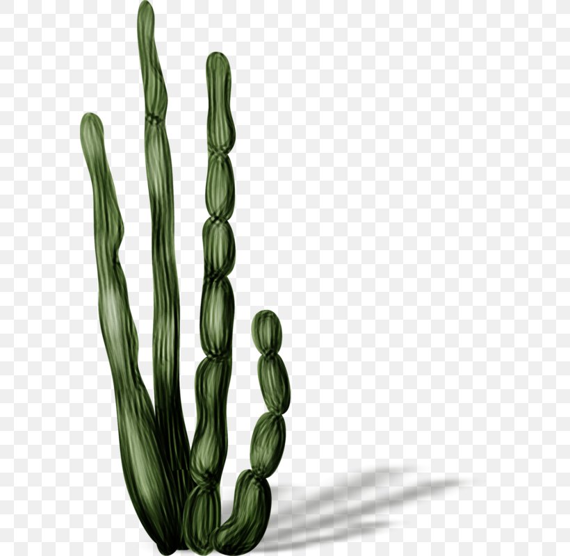 Cactaceae, PNG, 590x800px, Cactaceae, Boombox, Google Images, Grass, Photography Download Free
