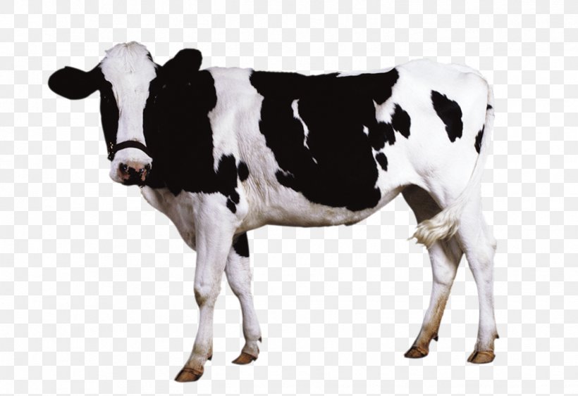 Holstein Friesian Cattle Milk Sheep Dairy Cattle, PNG, 1417x974px, Holstein Friesian Cattle, Bull, Cattle, Cattle Like Mammal, Cow Goat Family Download Free