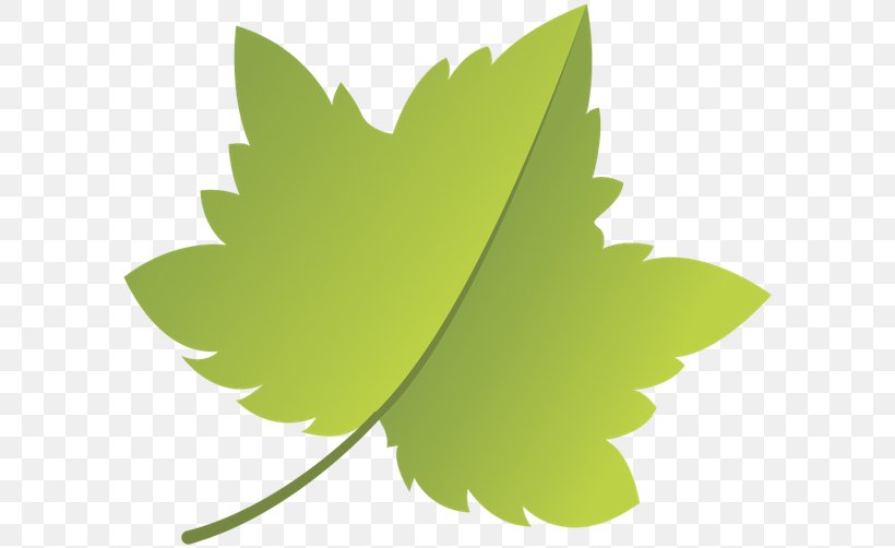 Leaf Thailand Green Sarma ไพร่, PNG, 600x502px, Leaf, Color, Green, Plant, Sarma Download Free