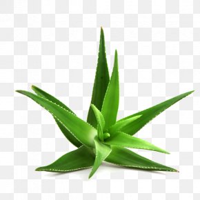 Aloe Vera - Aloe Vera Aloe Arborescens Stock Photography Royalty-free PNG