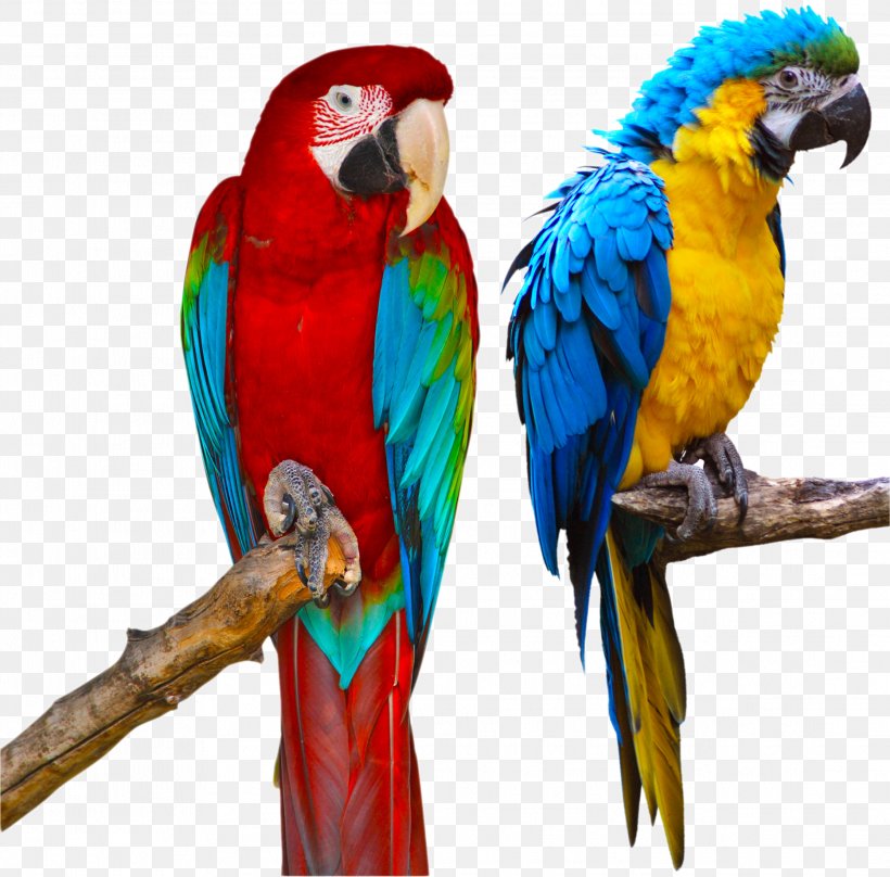 Blue-and-yellow Macaw Parrot Red-and-green Macaw Stock Photography, PNG, 2232x2200px, Blueandyellow Macaw, Beak, Bird, Common Pet Parakeet, Depositphotos Download Free
