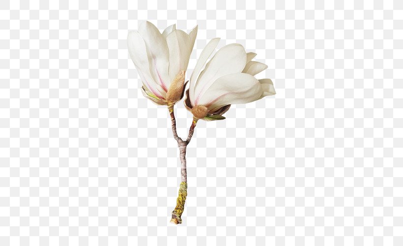 Flower Blog Clip Art, PNG, 500x500px, Flower, Animaatio, Blog, Blossom, Branch Download Free