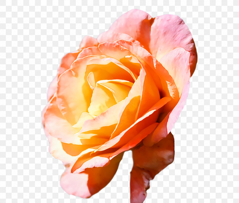Garden Roses, PNG, 1510x1280px, Garden Roses, Closeup, Cut Flowers, Flower, Garden Download Free
