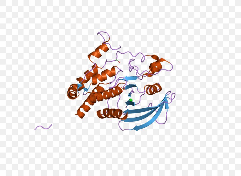 PTPRJ Protein Phosphatase Tyrosine Gene, PNG, 800x600px, Protein, Animal, Art, Biology, Enzyme Download Free