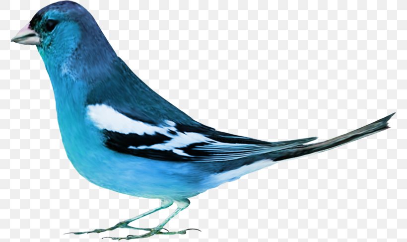Bird Rook Animal Blue, PNG, 779x487px, Bird, Animal, Beak, Blue, Blue Jay Download Free