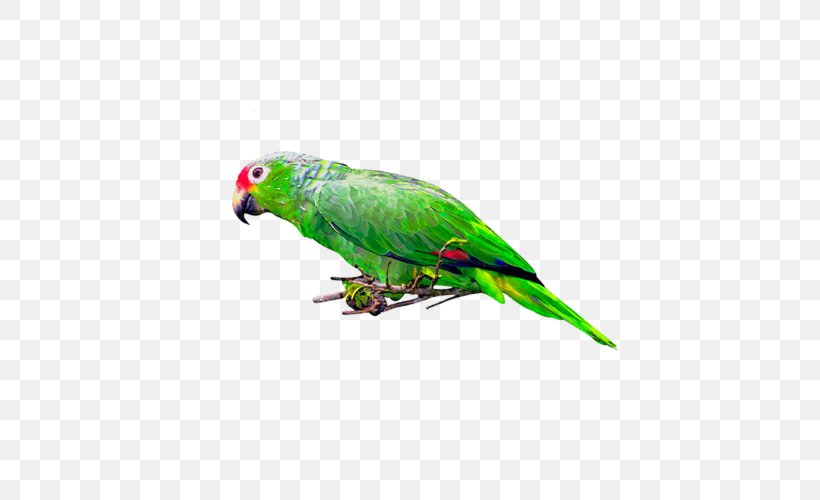 Bird Parakeet Postales Originales/Making Cards Clip Art, PNG, 500x500px, Bird, Beak, Common Pet Parakeet, Digital Image, Fauna Download Free