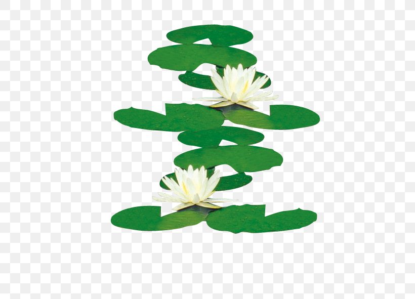 Nelumbo Nucifera Water Lilies Icon, PNG, 591x591px, Nelumbo Nucifera, Aquatic Plant, Flora, Floral Design, Flower Download Free