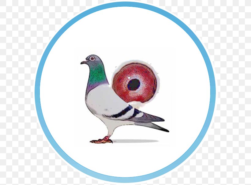 American Show Racer Racing Homer 배고프지마 구들이 African Owl Pigeon Google Play, PNG, 604x604px, American Show Racer, Android, Beak, Bird, Columbidae Download Free