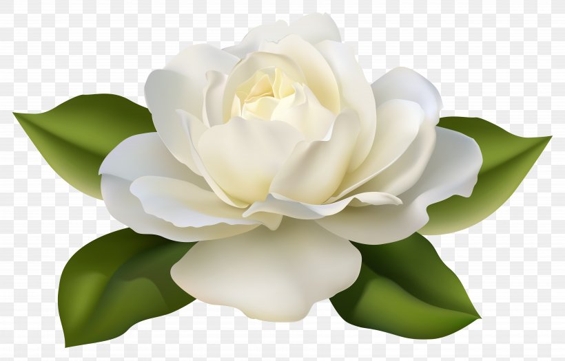 Flower Jasminum Polyanthum Rose Clip Art, PNG, 7500x4810px, Centifolia Roses, Bud, Color, Floristry, Flower Download Free