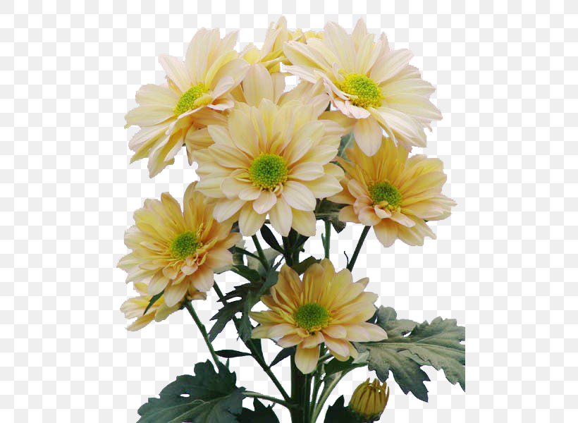 Chrysanthemum Cut Flowers Floral Design Floraco Marguerite Daisy, PNG, 500x600px, Chrysanthemum, Annual Plant, Carnation, Chrysanths, Cut Flowers Download Free