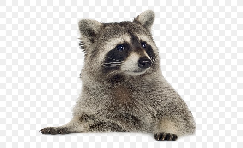 Raccoon Clip Art, PNG, 600x500px, Raccoon, Carnivoran, Cuteness, Fauna, Fur Download Free