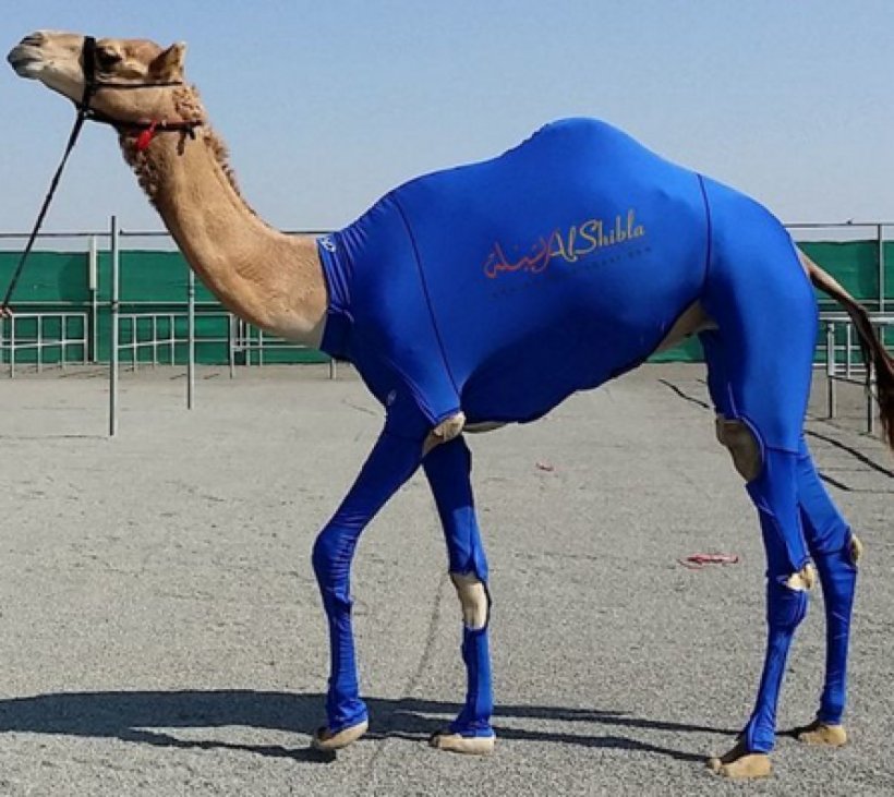Bactrian Camel Compression Garment Clothing Suit Camel Racing, PNG, 1200x1071px, Bactrian Camel, Animal, Arabian Camel, Camel, Camel Like Mammal Download Free