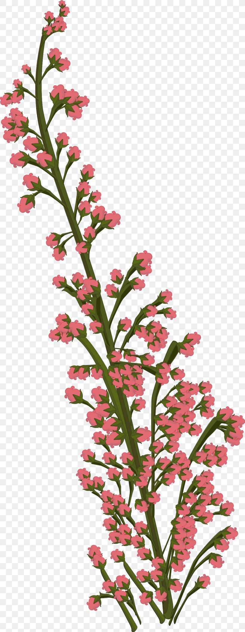 Flower Plant Petal Drawing, PNG, 1131x2911px, Flower, Blossom, Branch, Cut Flowers, Drawing Download Free