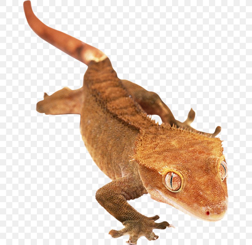 Agamas Lizard Gecko Chameleons 爬行动物: 蜥蜴, PNG, 669x800px, Agamas, Agama, Agamidae, Animal, Animal Figure Download Free